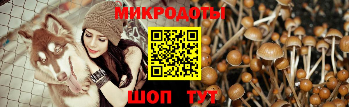 Галлюциногенные грибы Psilocybe Богородск